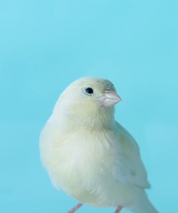 Lovely Little Bird 320 